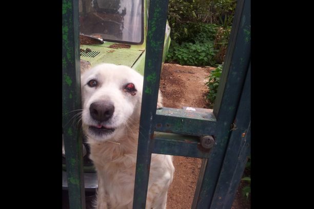Νέα Πέραμος: Ο επί 5 χρόνια εγκαταλελειμμένος από την ιδιοκτήτρια του σκύλος χρειάζεται αυτούς που θα τον αγαπούν (βίντεο)