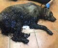 Κερατσίνι: Έσωσαν σκύλο που έπεσε σε μαζούτ & αναζητούν γι’ αυτόν ένα σπιτικό (βίντεο)