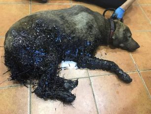 Κερατσίνι: Έσωσαν σκύλο που έπεσε σε μαζούτ & αναζητούν γι’ αυτόν ένα σπιτικό (βίντεο)