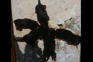Έκκληση βοήθειας για 6 κουτάβια που βρέθηκαν μαζί με την νεκρή μάνα τους στην Ραμνούντα Αττικής