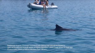Την προσοχή όλων ώστε να αναρρώσει τραυματισμένο δελφίνι που εντοπίστηκε στον Άγιο Νικόλαο Κρήτης εφιστά ο ΑΡΙΩΝ