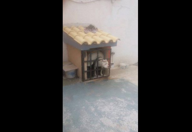 Σκύλος σε κλουβί - φυλακή στη Σαλαμίνα
