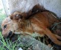 Σταυρός Καρδίτσας: Πέθανε ο σκύλος που για μέρες κειτόταν παράλυτος έξω από την εκκλησία του χωριού