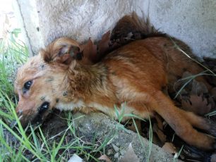 Σταυρός Καρδίτσας: Πέθανε ο σκύλος που για μέρες κειτόταν παράλυτος έξω από την εκκλησία του χωριού