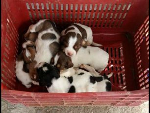 Ασίνη Αργολίδας: Επέστρεψαν στην σκυλίτσα τα κουτάβια της που κάποιος άρπαξε & εγκατέλειψε αβοήθητα