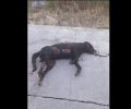 Ζάκυνθος: Βρήκαν τον σκύλο καμένο & με τα πόδια του δεμένα με καλώδιο