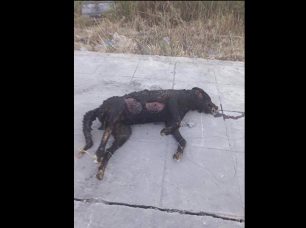 Ζάκυνθος: Βρήκαν τον σκύλο καμένο & με τα πόδια του δεμένα με καλώδιο