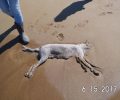 Ηλεία: Βρέθηκε δηλητηριασμένη η σκυλίτσα που εγκαταλείφθηκε στην παραλία Κακόβατου της Ζαχάρως