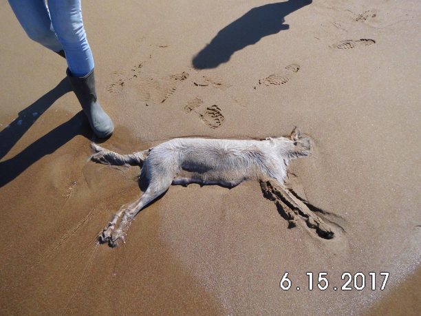 Ηλεία: Βρέθηκε δηλητηριασμένη η σκυλίτσα που εγκαταλείφθηκε στην παραλία Κακόβατου της Ζαχάρως