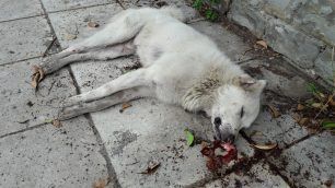 Δύο αδέσποτα νεκρά από φόλες έξω από το 3ο Λύκειο Αγρινίου (βίντεο)