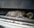 7 σκυλιά κάηκαν ζωντανά εγκλωβισμένα σε κοντέινερ στο Τριάντειο Αιγίου