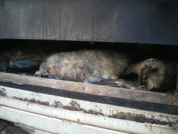 7 σκυλιά κάηκαν ζωντανά εγκλωβισμένα σε κοντέινερ στο Τριάντειο Αιγίου