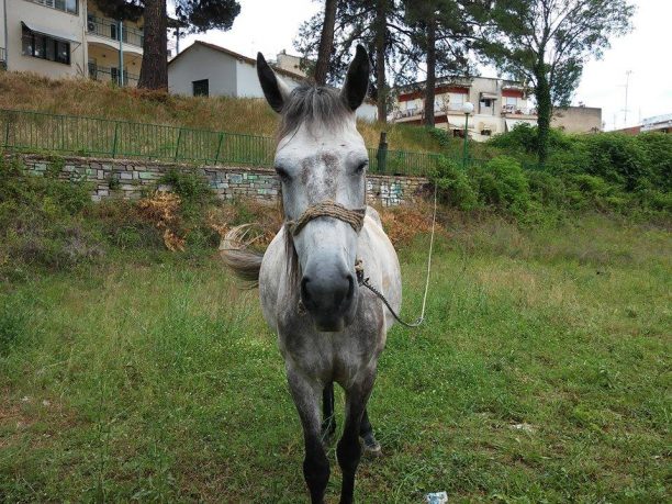 Εξαφάνισε το άλογο που για μέρες είχε αφήσει δεμένο χωρίς νερό στη Δράμα