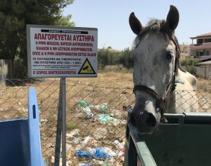 Αργολίδα: Βρήκε το άλογο με το πόδι του να έχει σφηνώσει σε κουτί κονσέρβας