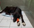 Βόλος: Έκλεισε τον άρρωστο σκύλο στην σακούλα και τον πέταξε ζωντανό στα σκουπίδια