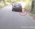 Άρτα: Έσερνε τον σκύλο στην άσφαλτο με το αυτοκίνητο του για να τον τιμωρήσει