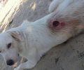Θεσσαλονίκη: Έκκληση για τον τραυματισμένο σκύλο που βρίσκεται στην παραλία της Ασπροβάλτας