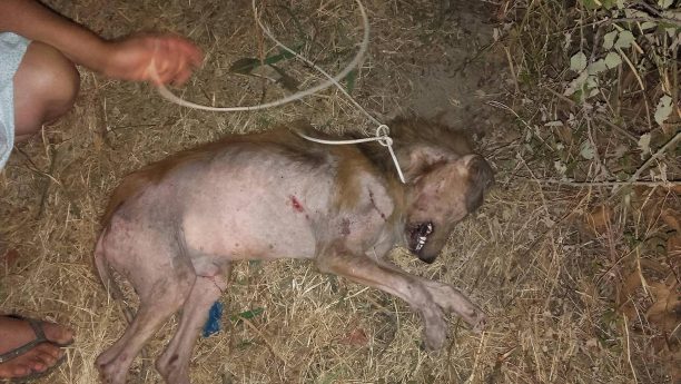 Ασπρόχωμα Μεσσηνίας: Βρήκαν τον άρρωστο σκύλο ετοιμοθάνατο με θηλιά από καλώδιο περασμένη στον λαιμό του