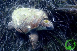 Βρήκε την θαλάσσια χελώνα χτυπημένη στο κεφάλι ανοιχτά της Νάξου