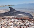 Αίγιο: Νεκρό δελφίνι στα Βαλιμίτικα