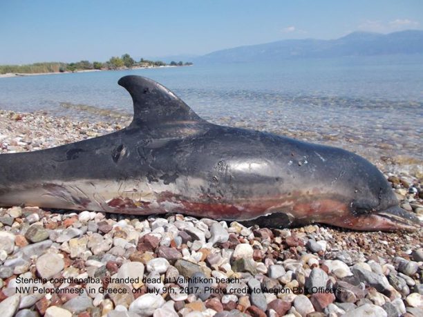 Αίγιο: Νεκρό δελφίνι στα Βαλιμίτικα