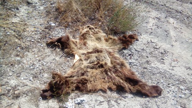 Ποιος σκότωσε, έγδαρε και πέταξε το δέρμα της αρκούδας στην Καστοριά;