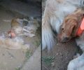Συστηματική η εξόντωση των αδέσποτων ζώων με φόλες και στο Αγρίνιο