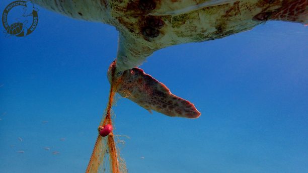 Νάξος: Βρήκε την θαλάσσια χελώνα caretta - caretta νεκρή, πνιγμένη στα δίχτυα ψαρά