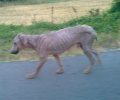 Φλώρινα: Έκκληση για τον εντοπισμό του άρρωστου σκύλου που περιφέρεται μεταξύ Αετού & Αμύνταιου