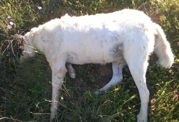 Δηλητηριάστηκαν από φόλες τρία σκυλιά βοσκού στην Ερμακιά Κοζάνης