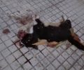 Θεσσαλονίκη: Ηλικιωμένος άνδρας σκότωσε γατάκι συνθλίβοντας το με σανίδα στην Κάτω Τούμπα