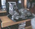 Χάθηκε αρσενική γκρι γάτα με φουντωτή ουρά στην Άνω Γλυφάδα