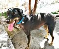O σκύλος που πυροβολήθηκε με αεροβόλο στην Κόρινθο χρειάζεται σπιτικό