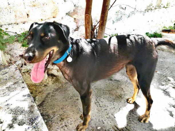 O σκύλος που πυροβολήθηκε με αεροβόλο στην Κόρινθο χρειάζεται σπιτικό