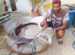 Μεσσηνία: Ψαράδες έπιασαν καρχαρία είδος υπό προστασία & οι δημοσιογράφοι τους παρουσιάζουν ως ήρωες…