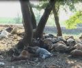 Κρήτη: Βρήκε 35 κατσίκες & πρόβατα δηλητηριασμένα στην Κυρά Γραμμένη Λασιθίου
