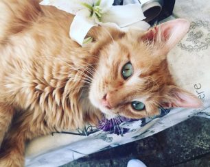 Χάθηκε ξανθιά γάτα στο Παλαιό Φάληρο Αττικής