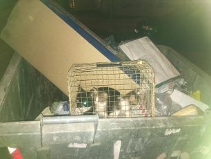 Αθήνα: Βρήκε τρία γατάκια κλεισμένα σε κλουβί πεταμένα σε κάδο σκουπιδιών στην Κυψέλη