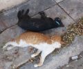 Κορωπί: Βρήκε τις γάτες που φρόντιζε δηλητηριασμένες από φόλα