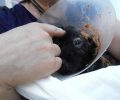 Τρίκαλα: Πέθανε το κουτάβι που κάποιος έκαψε με οξύ (βίντεο)