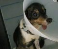 Πέθανε ο σκύλος που βρέθηκε με σπασμένη γνάθο στην Κρανιά Καρδίτσας (βίντεο)