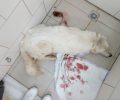 Φθιώτιδα: Ένα σκυλί πυροβολημένο & ένα ακόμα με συρμάτινη θηλιά στο λαιμό στην Νέα Άμπλιανη