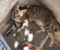 Χάθηκε θηλυκή γάτα στα Κάτω Καλύβια Λαμίας