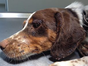 Βρήκαν τον σκύλο με σπασμούς από τα εκατοντάδες τσιμπούρια κοντά στις Λεύκες της Πάρου