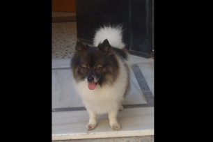 Βρέθηκε - Κλοπή σκύλου από την οδό Φαίδωνος στον Υμηττό