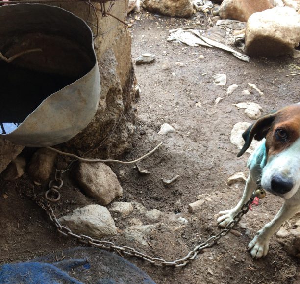 Συνελήφθη άνδρας που κακοποιούσε τα σκυλιά του στο χωριό Μαθές Χανίων