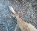 Μεγαλόπολη: Βρήκε τα σκυλιά νεκρά με τα πόδια τους δεμένα με σύρμα
