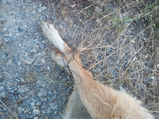 Μεγαλόπολη: Βρήκε τα σκυλιά νεκρά με τα πόδια τους δεμένα με σύρμα