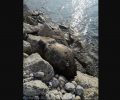 Βρήκε θαλάσσια χελώνα νεκρή στην παραλία της Αιγείρας Αχαΐας
