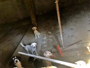 Νέο Σούλι Σερρών: Έκλεισε σε υπόγειο επί μήνες 5 σκυλιά & τα άφηνε χωρίς φως, τροφή – νερό